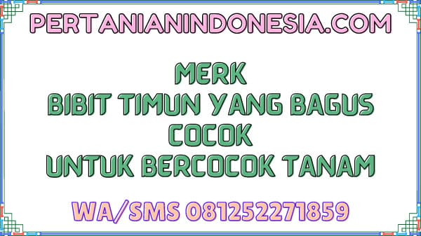 Merk Bibit Timun Yang Bagus Cocok Untuk Bercocok Tanam